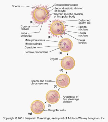 Anatomy Lecture Da Embryogenesis Flashcards Quizlet