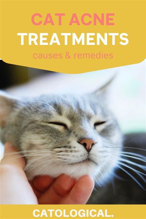 Cat Acne Causes And Treatments Cat Acne Cat Parenting Feline Acne