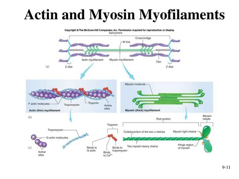 actin myosin protein - DriverLayer Search Engine