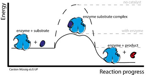 Induced Fit Enzyme Model | Definition, Theory & Example - Lesson ...