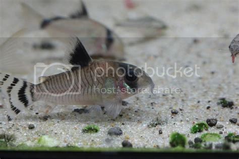 Planted tank for Corydoras | Aquatic Plant Forum