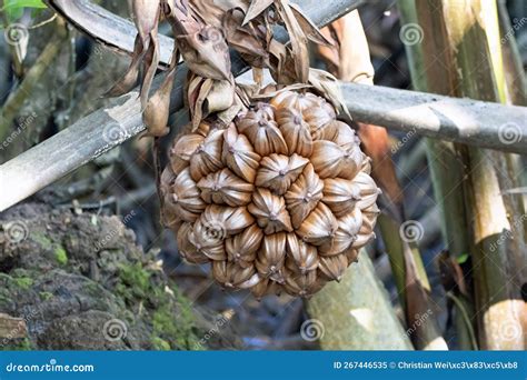 Fruit of a Nipa Palm, Nypa Fruticans Stock Image - Image of fresh ...