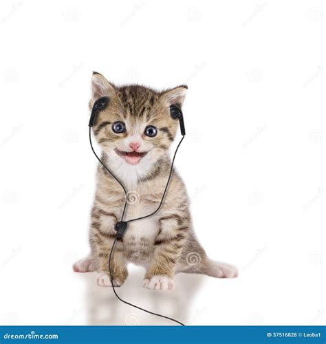 Young Cat Is Listening To Music With Headphones Headset Stock Photo