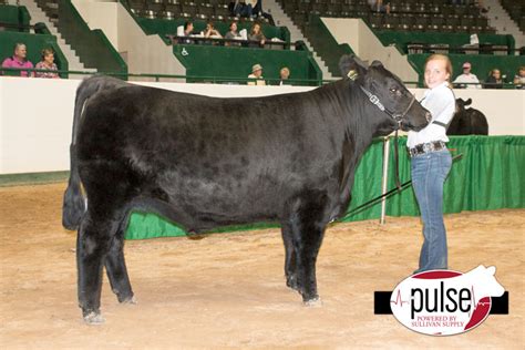 Minnesota State Fair Junior Market Steers Angus Sullivan Supply Inc