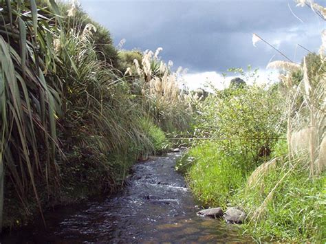 4 Good Things That Happen With Riparian Plantings