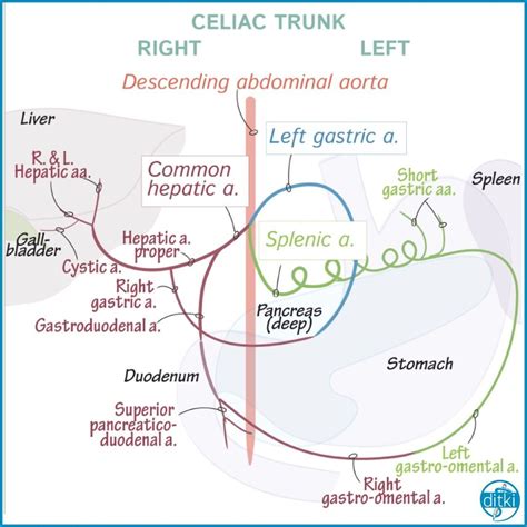 The celiac trunk - it looks overwhelming, but we walk you through it ...