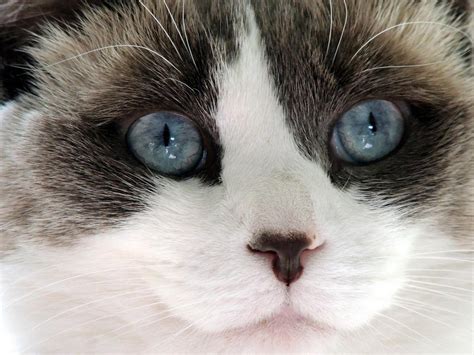 The Most Affectionate Cat Breeds