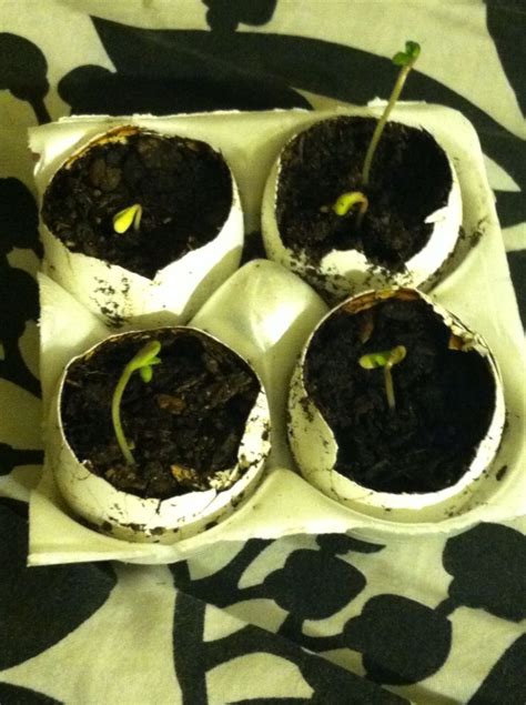 Seedlings In Egg Shells Transplant Directly Into The Ground Or Planter