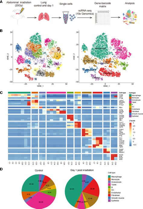 Profile Of Irradiation Induced Lung Injury Rili Using Scrna Seq A