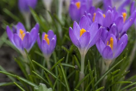 Daffodil Field Stock Photo Image Of Summer Bunch Field 12159556