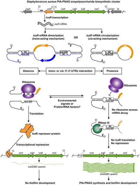 Modulation Of Icar Expression By Utrs Interaction A Model Of The