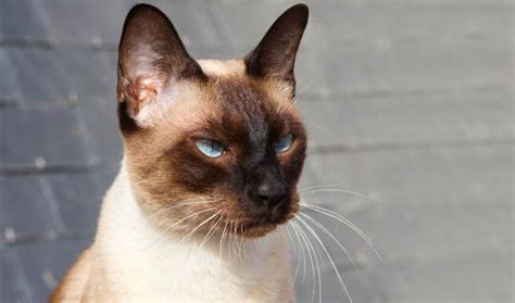 Interesting Facts About Seal Point Siamese Cats With