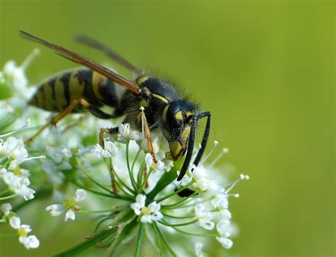 Adult Large Wasp Vespula Vulgaris Stock Photo Image Of Vulgaris