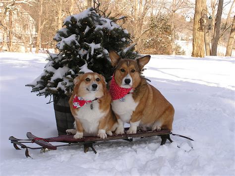 🔥 [50+] Christmas Corgi Wallpapers | WallpaperSafari