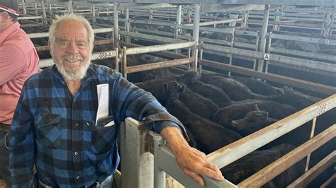 Victorias Western District Mortlake Cattle Store Sale Spring Drop