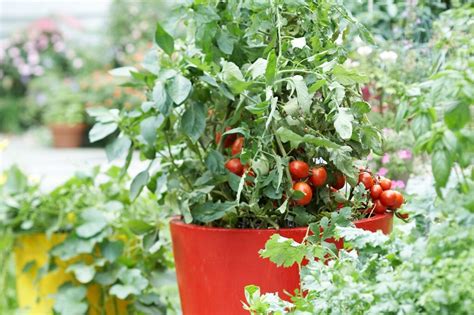 Grow A Healthy Tomato Garden With These Six Simple Steps Garden