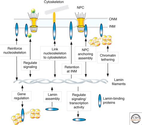 Lamin Binding Proteins