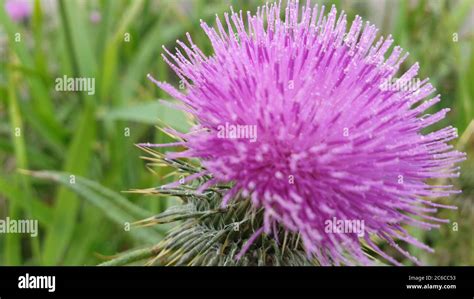 Thistle Scotland Emblem High Resolution Stock Photography And Images