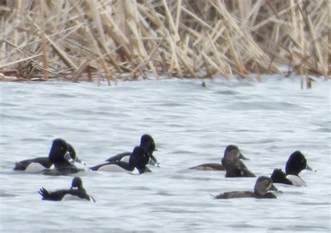 Bird Travel Photos Birding Sites Bird Information Raft Of Ring