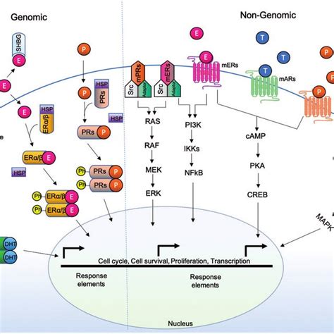 Structural Organization Of Estrogen Receptors Structural Domains Of