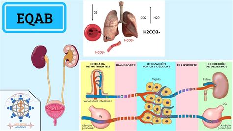 Equilibrio Cido Base Fisiolog A Youtube