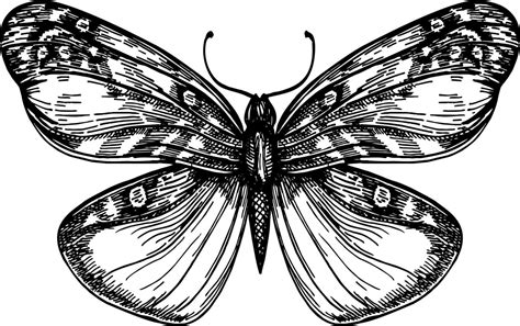 Butterfly With Open Wings Top View The Symmetrical Drawing Graphics