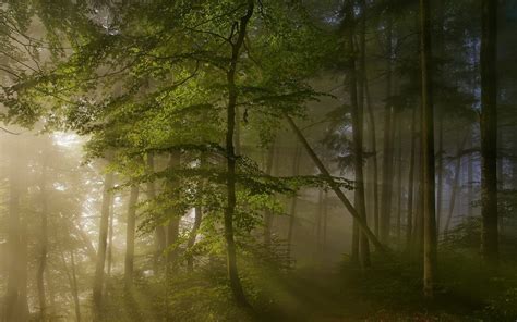 Green Forest Sun Rays Sunbeams Spring Path Morning Trees Nature