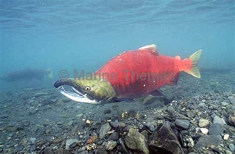 Sockeye Salmon Oncorhynchus Nerka Adult During Mating Migration Sex