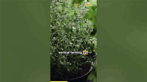 Advantages Of Vertical Farming Youtube