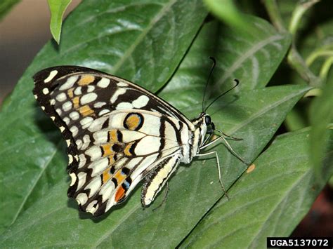 Lime Swallowtail Papilio Demoleus