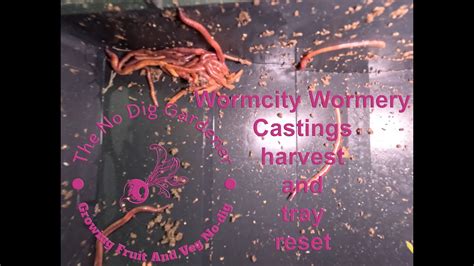 Harvest And Reset Vermicompost Bin Premade Worm Bedding Vermicompost Wormcastings Wormery