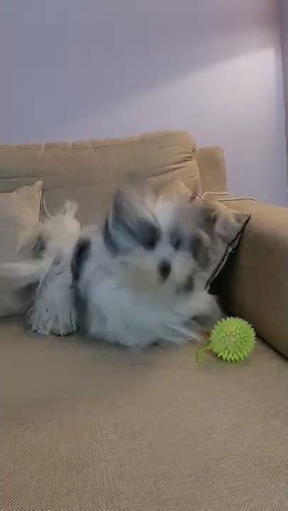 Funny Lhasa Apso Barking At Toy Ball Youtube