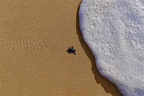 How An Underwater Film Inspired A Marine Protected Area Off Kenya S Coast Cnn