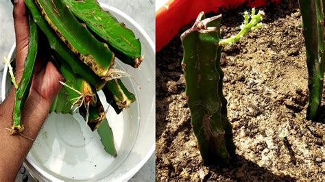 How To Plant Dragon Fruit Cuttings ड्रैगन फ्रूट को कटिंग से उगाऐं Grow Dragon Fruit From Cutting