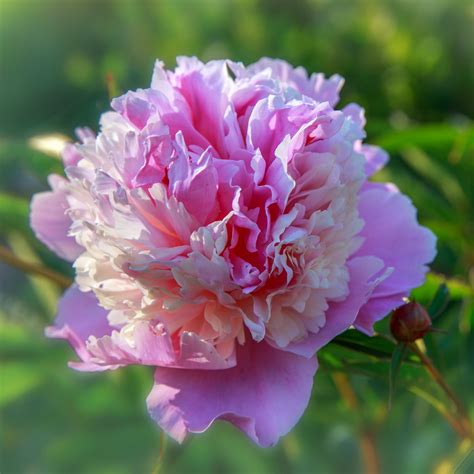 Peony Sorbet Bareroot Pink