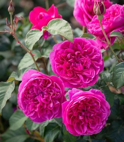 Английские розы