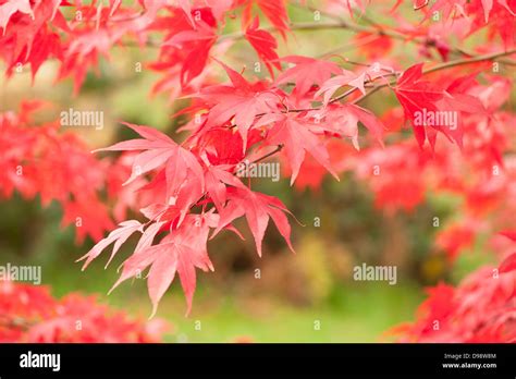 Acer Palmatum Atsugama Japanische Ahorn Im Herbst Stockfotografie