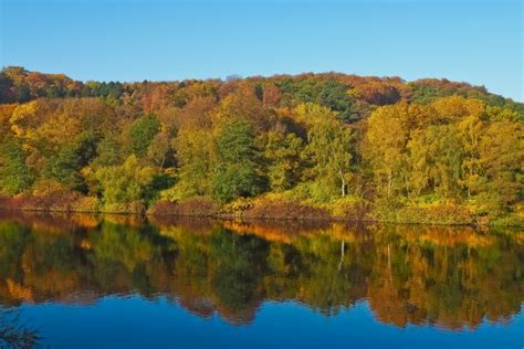 Free Images Landscape Tree Nature Marsh Wilderness Meadow