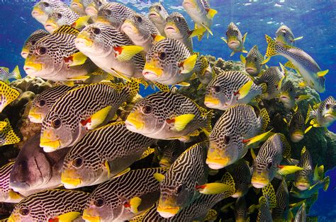 How to have a sustainable visit to the Great Barrier Reef - Lonely Planet