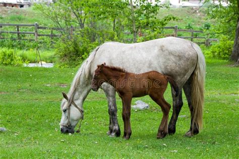 Mare and foal stock image. Image of cattle, calf, baby - 15183001