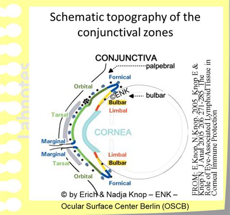 The Conjunctiva — Ocular Surface Center Berlin