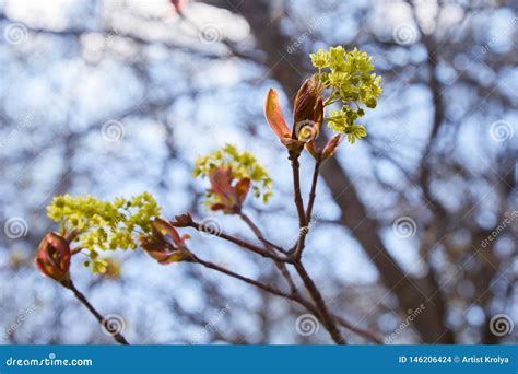 Ramos De Floresc Ncia Da Rvore De Bordo Flor Da Mola Foto De Stock