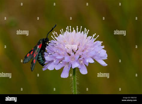 Five Spot Burnet Moth Zygaena Trifolii Adult On A Flower Of Field