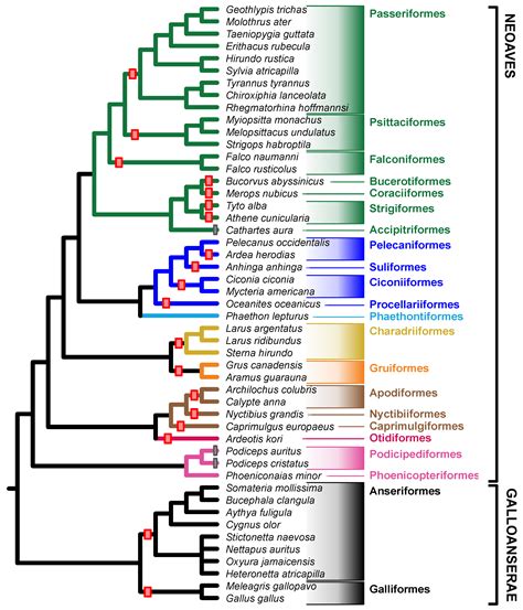 Birds Free Full Text Dynamic Patterns Of Sex Chromosome Evolution