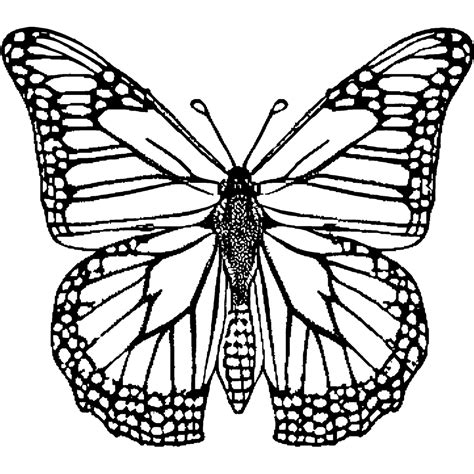 Monarch Butterfly Coloring Page Coloringbay Porn Sex Picture