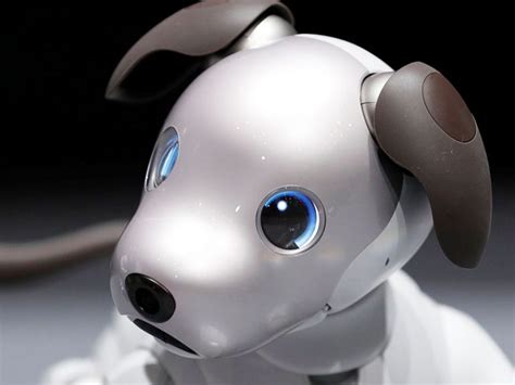 Walkies! The robot dog with ‘real instincts’ - The Day