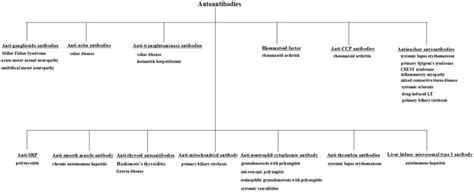 Introductory Chapter: Autoantibodies and Their Types | IntechOpen