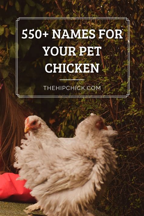 150 Unique Chicken Names To Choose For Your Flock Artofit