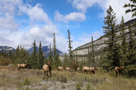 Yellowstone National Park Wildlife: A Year-Round Guide