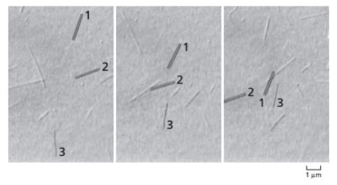 Solved Consider The In Vitro Motility Assay Using Purified Chegg